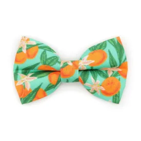 Pet Bow Tie - "Clementine Blossom" - Mint Green & Orange Citrus Cat Bow Tie / Spring, Summer, Tangerine, Tropical / For Cats   Small Dogs (One Size)